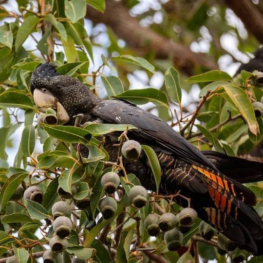 Black Cockatoo